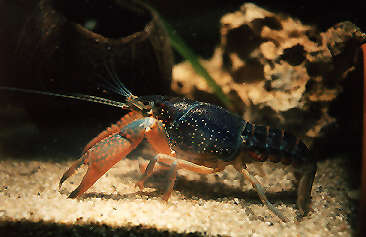 Nordamerikanischer Flußkrebs der Gattung Procambarus aus Louisiana